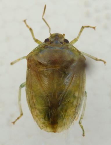Banasa lenticularis